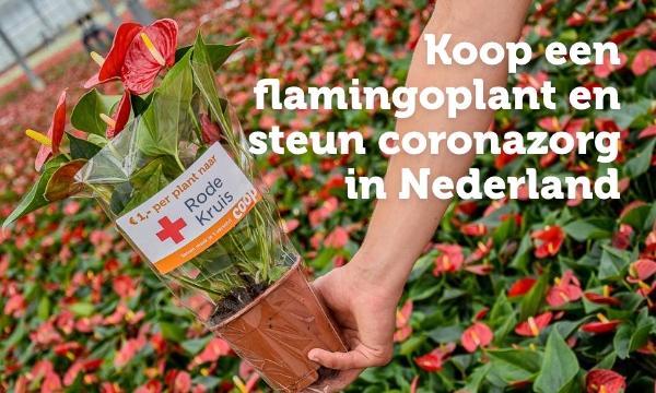 Koop een flamingoplant en steun coronazorg in Nederland