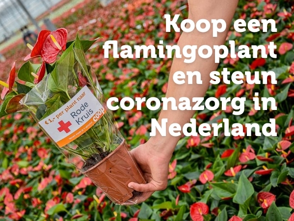 Koop een flamingoplant en steun coronazorg in Nederland