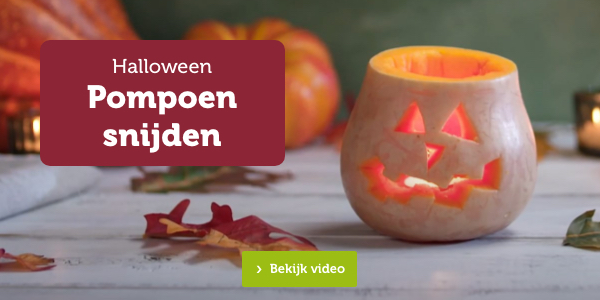 Halloween | Pompoen snijden | Bekijk video