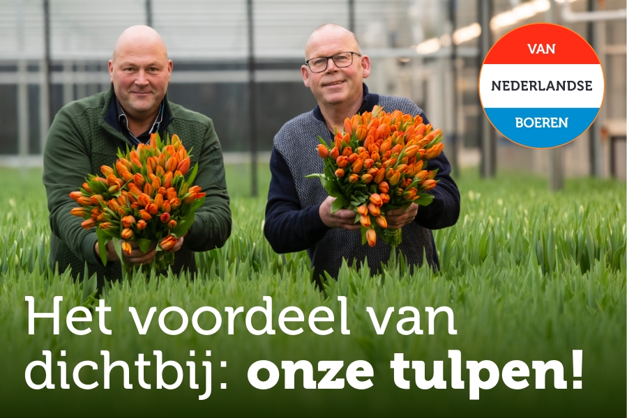 Het voordeel van dichtbij: onze tulpen!