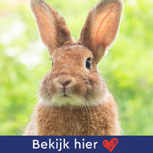 Konijn/Knaagdier