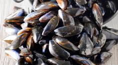 Nu doen, dit is het seizoen: mosselen Nu doen, dit is het seizoen: mosselen
