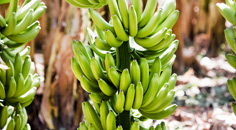 100% fairtrade bananen 100% fairtrade bananen