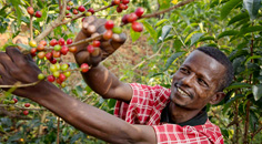 PLUS Koffie, 100% Fairtrade én klimaatneutraal PLUS Koffie, 100% Fairtrade én klimaatneutraal