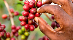 PLUS Koffie, 100% Fairtrade én klimaatneutraal