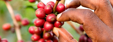 PLUS Koffie, 100% Fairtrade én klimaatneutraal