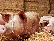 Eerste varkensstal met 2-sterren Beter Leven keurmerk geopend Eerste varkensstal met 2-sterren Beter Leven keurmerk geopend