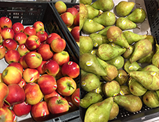 Biologisch afbreekbare stickers voor PLUS Appels en Peren Biologisch afbreekbare stickers voor PLUS Appels en Peren
