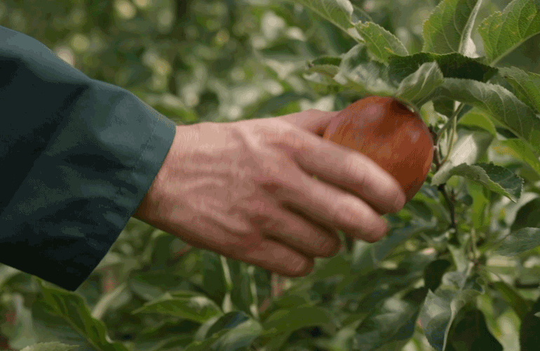 Het beste van de Betuwe | Lees meer