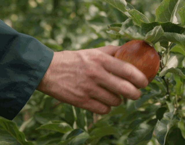 Het beste van de Betuwe | Lees meer