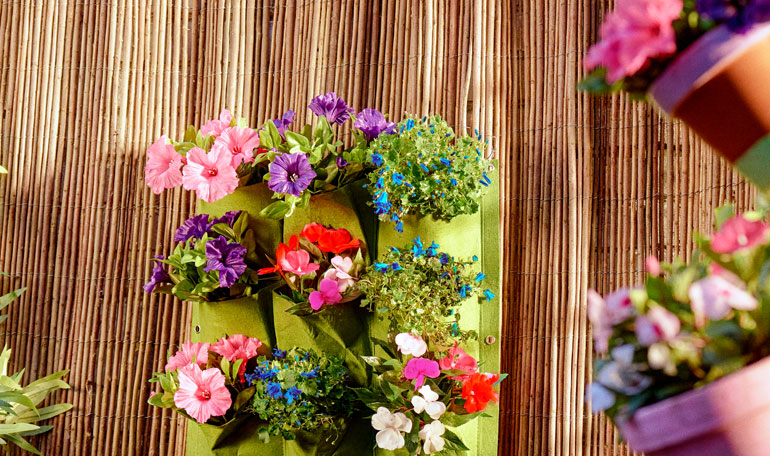 Perkplantjes vol leven! | Meer tips