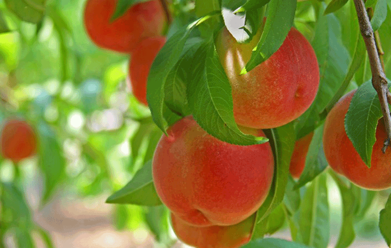 Er is weer zomerfruit! | Probeer nu