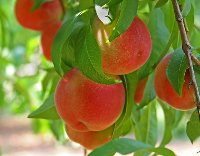 Er is weer zomerfruit! | Probeer nu