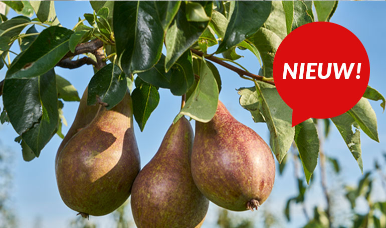 Red Conference: nieuw uit Nederland | Probeer nu