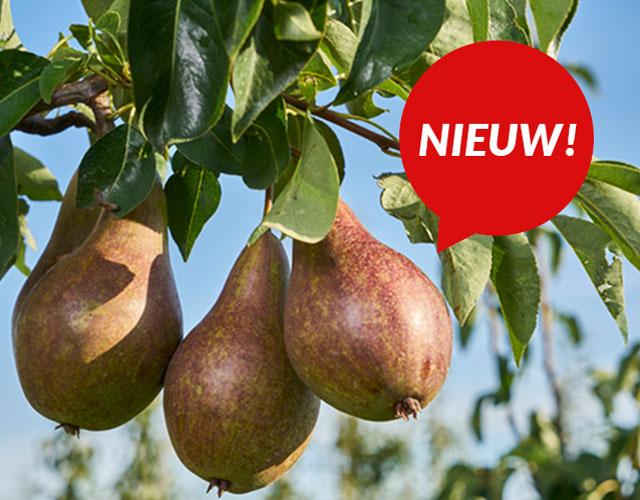 Red Conference: nieuw uit Nederland | Probeer nu