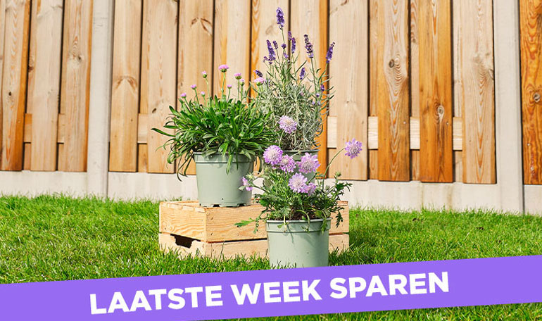 Laatste spaarweek Tuingroeiers | Bekijk actieproducten