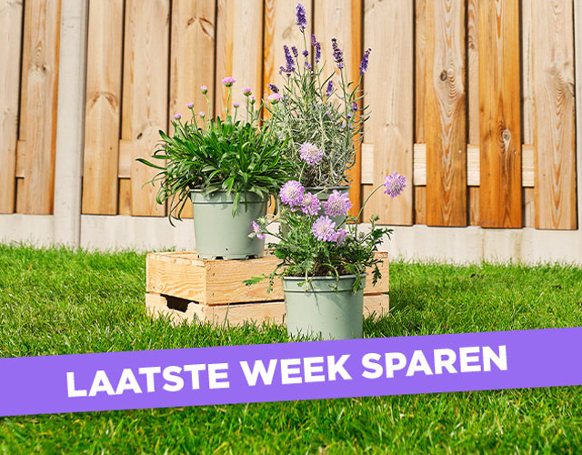 Laatste spaarweek Tuingroeiers | Bekijk actieproducten