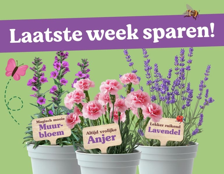 Laatste week sparen voor tuinplanten | Meer informatie