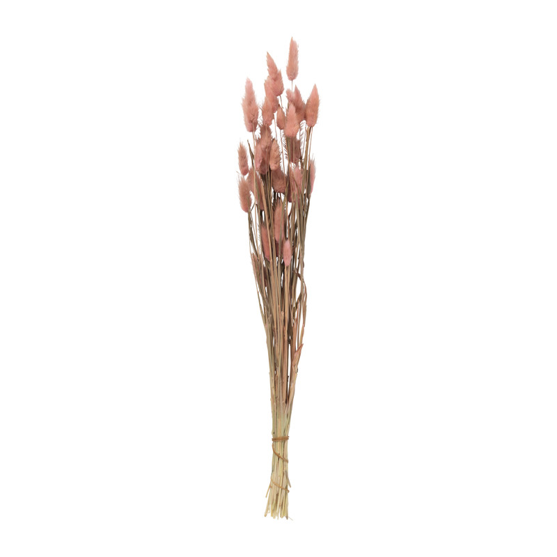 Droogbloem - Lagurus Droogbloem - Lagurus