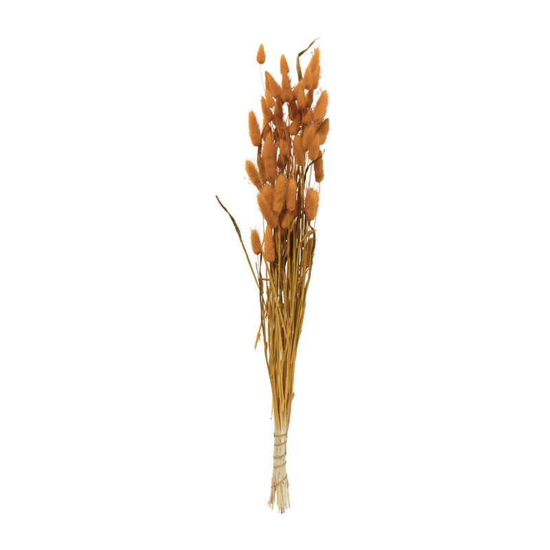 Droogbloem - Lagurus - okergeel Droogbloem - Lagurus - okergeel