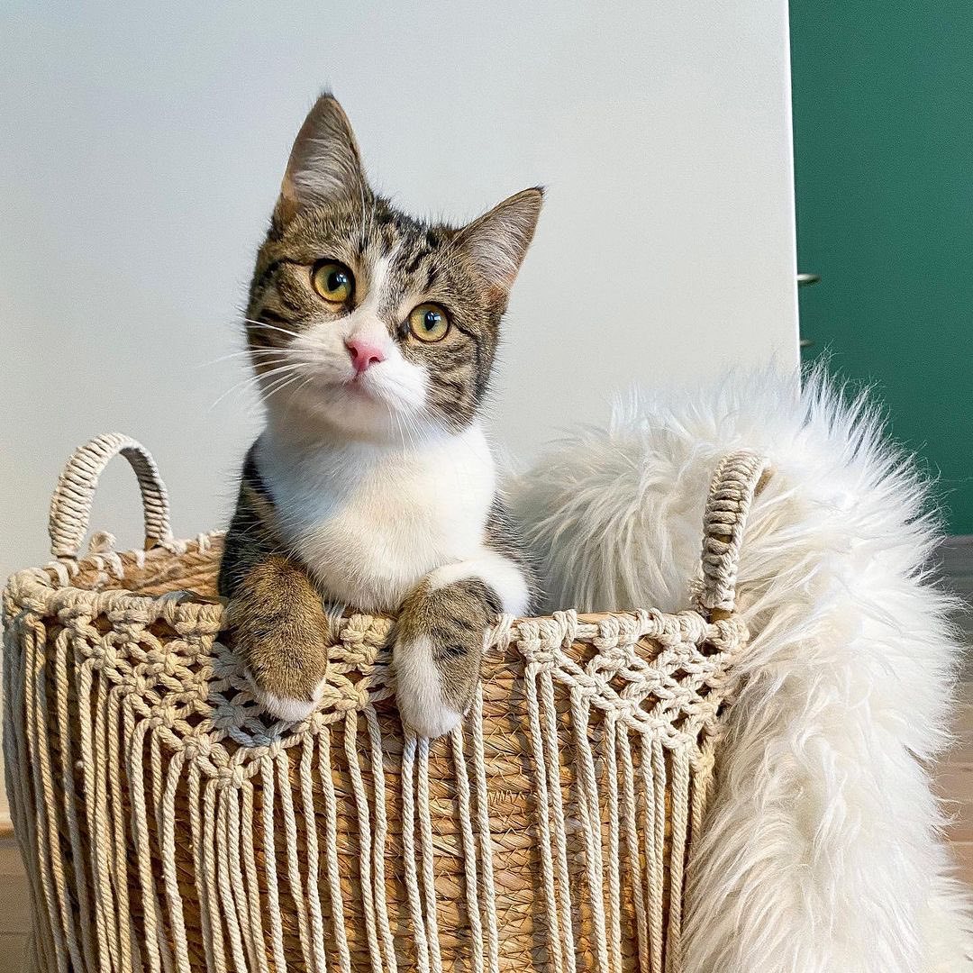 Mand met macramé