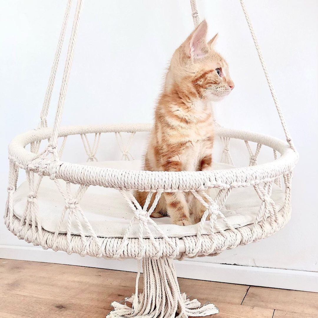 Dieren hangstoel Knoet