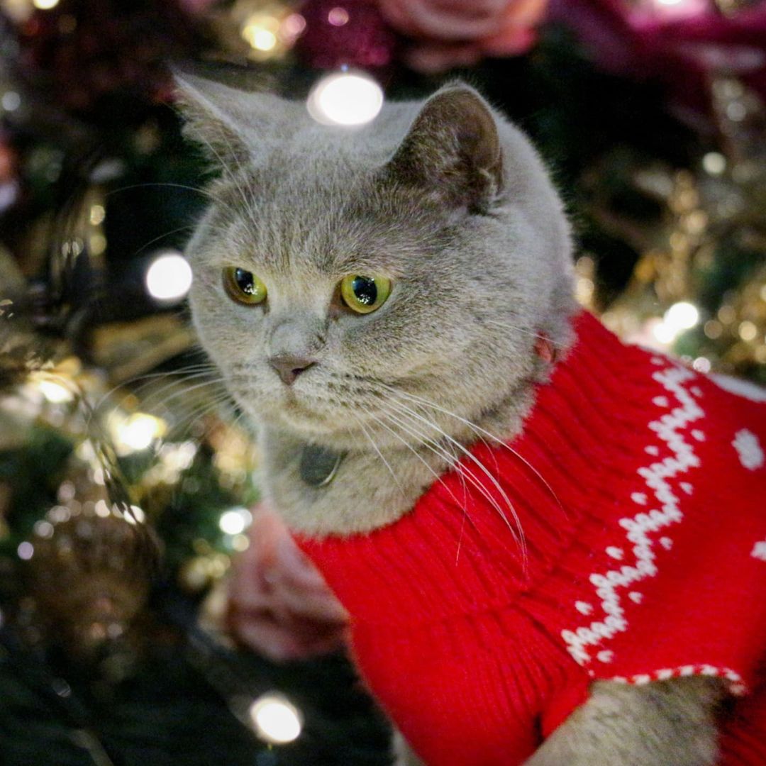 Kersttrui voor dieren