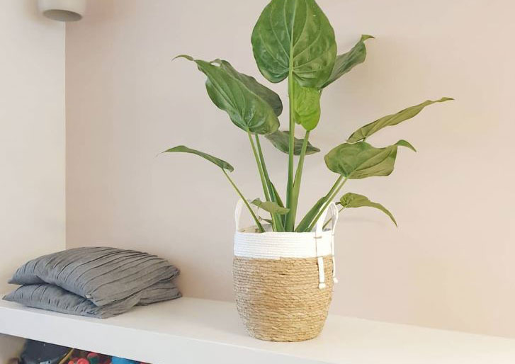 Ronde mand met witte rand - ø29 cm